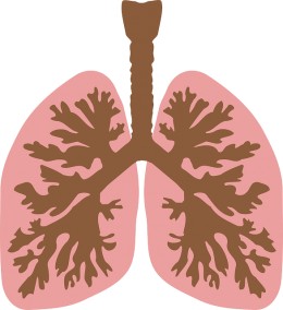 Pulmones