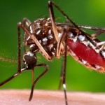 Aedes aegypti virus zika