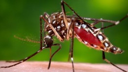 Aedes aegypti virus zika